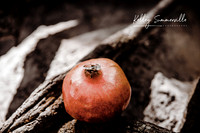 Kelley Summerville Photography | Lakeland, FL